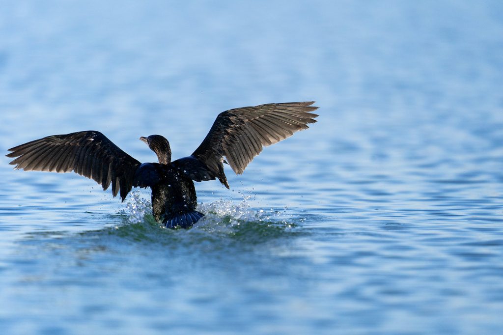 Sustainable Birdwatching Tour of Vrana Lake Nature Park