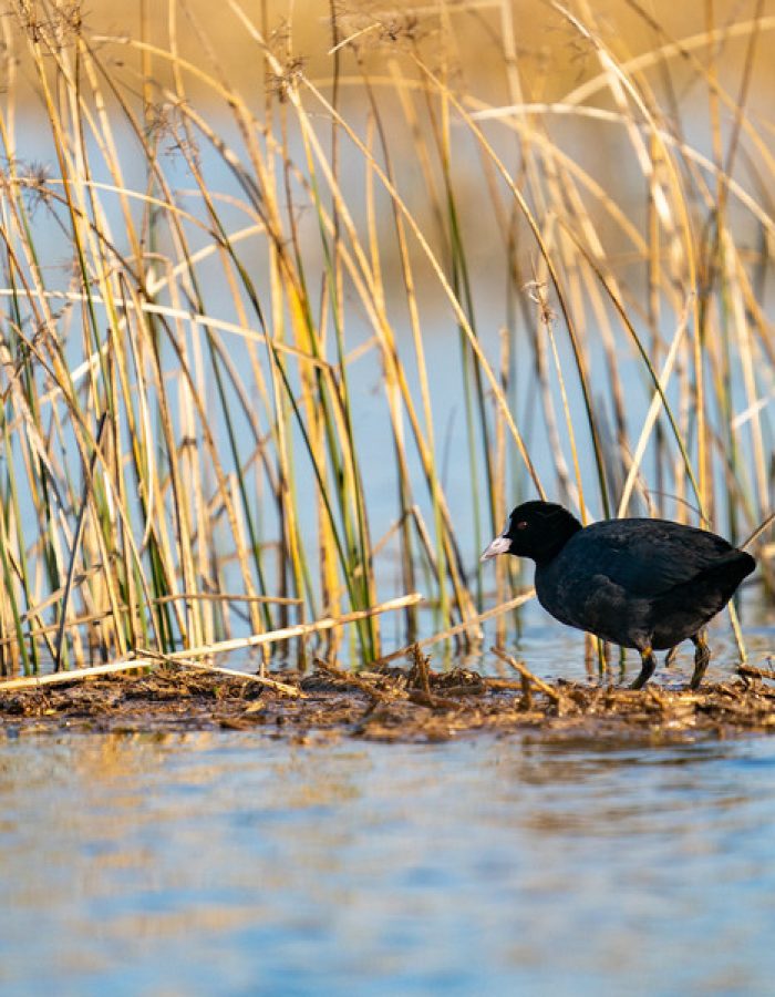 Nin Salt Fields and Birdwatching Tour of Vrana Lake Nature Park